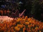 616 photo